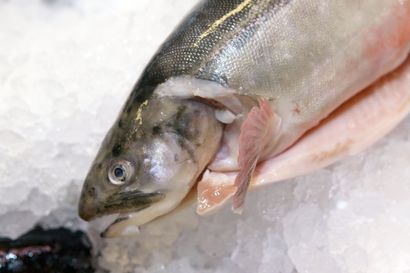 SVT: Luulajaan suunnitellaan suurta kalankasvattamoa – jatkotavoitteena on tehdä alueesta pohjolan kala-aitta