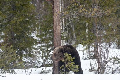 Inarissa Vätsärin erämaa-alueella kaadettiin täysikasvuinen karhu