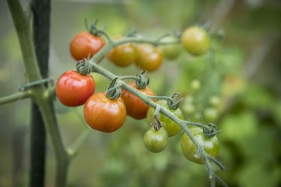 Kasvaako parvekkeellasi tomaatteja tai kauniita kukkia? – Osallistu Uuden Rovaniemen kuvakilpailuun!