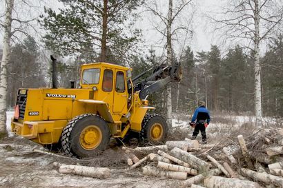 Pentti Kettukangas ja Mauri Jyrylä metsätöissä.