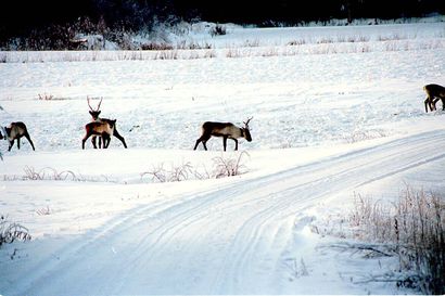 Peura-aidasta päätöksiä ensi vuoden alussa – peurat kiertävät pohjoiseen Oulujärven länsipuolelta