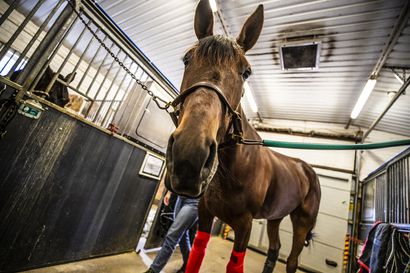 Valvontaeläinlääkärit eivät havainneet huolestuttavia merkkejä eläintenpidosta Ruukin hevoskeskuksessa – poliisille tutkintapyyntö ontuvaa hevosta esittävästä videosta