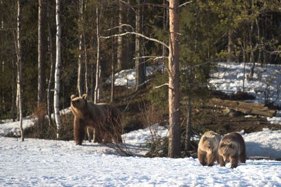 Ammutun karhun ikää selvitetään ulkomaita myöten – rajavartiosto tutkii epäiltynä törkeänä metsästysrikoksena