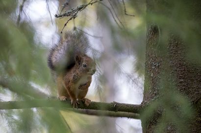 Orava- ja metsäjäniskannat kasvussa – Riistakolmiolaskennoissa näkyy kuitenkin lajien pitkä taantuma