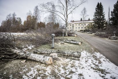 Vanhalle maatalousoppilaitokselle johtanut koivukuja kaadettiin Rovaniemellä – tilalle on tarkoitus istuttaa uusia