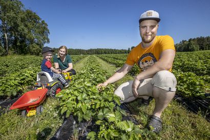 Mansikanviljelijä: Mansikoiden pääsatokautta on pohjoisessa vielä hieman odotettava, mutta ensimmäisiä lähimarjoja päästäneen poimimaan Oulun seudulla jo viikon kuluttua