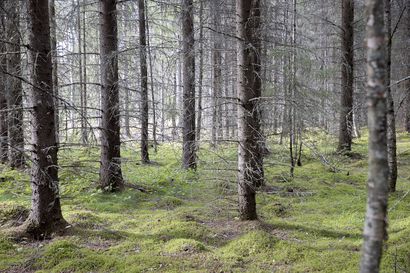 Hyvän palan metsää saa kerrostaloyksiön hinnalla – Pienin summa, jolla metsäsijoittajaksi pääsee, on muutamia satasia