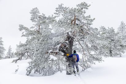 Löytyykö Käyrästunturilta suojelemisen arvoisia metsiä? "Rovaniemen ainoa tunturi" kasvattaa suosiotaan myös retkikohteena