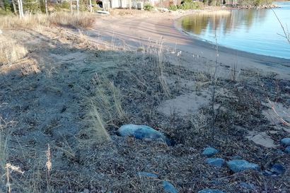 Kuollut hylje ajautui rantaan Virpiniemessä, kenen tehtävä on korjata se pois? "Tämä on monimutkainen juttu"