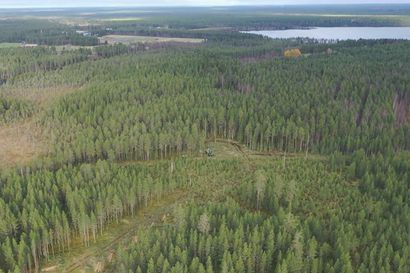 Työt ovat käynnistyneet Pudasjärven Nivankankaan uudella asuinalueella – kaupungin videolla näkyy, kuinka puustoa on jo raivattu