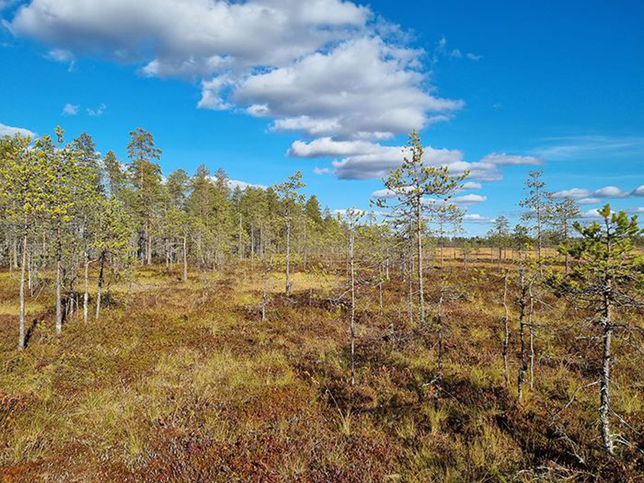 Valtion suojelukseen siirtyy yli 1 300 hehtaaria luontoarvoltaan  merkittäviä suoalueita Muhokselta ja Pudasjärveltä | Kaleva