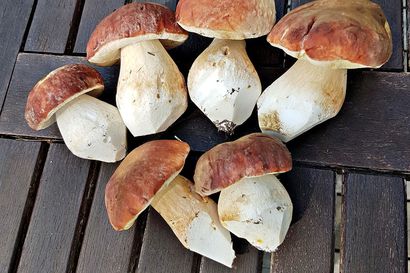 Tämän vuoden herkkutattisato on heinäkuuksi poikkeuksellisen runsas – kysyimme, miltä vuoden sienisato näyttää