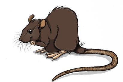 Älä päästä rottaa roskiksellesi: Raahessa jaettu rottaohjeita