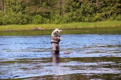 Kalastuslupien myöntäminen keskeytettiin kolmella Pohjois-Suomen kalastuskohteella helteiden kuumentamien vesien vuoksi