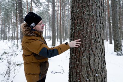 Kaleva selvitti: Oululaisten lähimetsät ovat yllättävän arvokkaita – Nyt monessa tutussa metsässä on edessä hakkuut