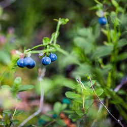 Kesäkuu alkoi, mutta hallakartta hohkaa sinisenä – Miten käy mustikka- ja hillasadon?