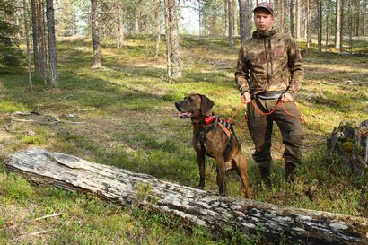 "Karhun liha on maistuvaa juhlaruokaa" – kuusamolainen Juho Niemelä, 33, sai ensimmäisen saaliin kuuden vuoden metsästyksen jälkeen