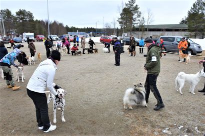 Posiolla päästään vuosien tauon jälkeen järjestämään iso koiranäyttely lauantaina – urheilukentälle noin 550 lemmikkiä