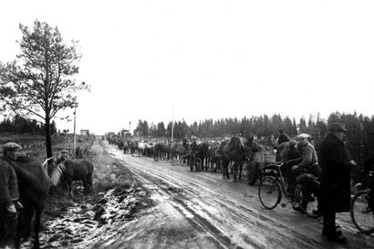 Pudasjärvelle pakolaisia sata vuotta sitten –  Kuusamosta saapui helmikuun puolivälissä 20 hevosella noin 80 pakolaista. Uutisten mukaan he olivat pääasiassa lapsia ja vaimoja