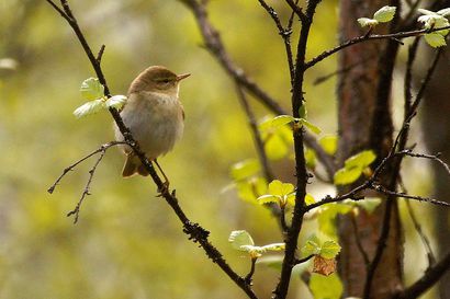Suomen runsaimpien lintulajien pesimäkannat ovat laskussa – uhanalainen pohjansirkku on yleistynyt Pudasjärvelläkin