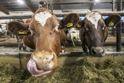 Tuotantokustannusten nousu on ajanut maitotiloja maksuvaikeuksiin