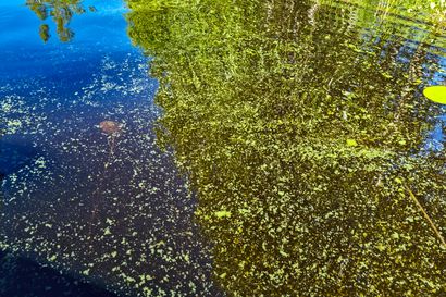 Oulunsalon Varjakan uimarannalla on havaittu sinilevää – ranta ei ole uimakiellossa
