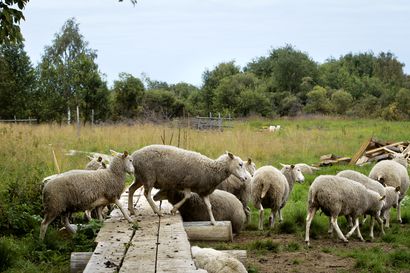 Lampaat saapuvat jälleen Rovaniemen Koivusaareen hoitamaan perinnemaisemaa – vierailijoiden muistettava sulkea lammashaan portti, myös koirat pidettävä kytkettyinä