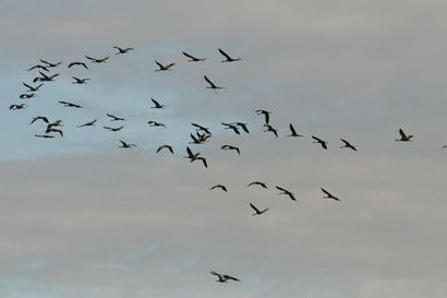 Lintujen syysmuutto – Maailman suurin eläinvaellus