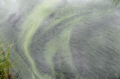 Pohjois-Pohjanmaan sinilevätilanne oli menneenä kesänä rauhallinen – eniten levää havaittiin Rokuanjärvellä