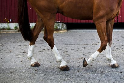 Viranomaiset tekivät kahtena päivänä tarkastuskäynnin rovaniemeläiselle ratsutallille – tallin hevostenpitoa arvostellaan voimakkaasti sosiaalisessa mediassa