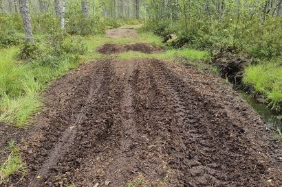 Metsähallitus: Luvaton mönkijä- ja enduropyöräajelu on jättänyt syviä jälkiä maastoon Hailuodossa suojeluun varatuilla alueilla