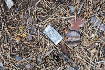 Kaleva löysi Oulun luontohelmestä roskia ja ryypiskelyn jälkiä – Koiria luonnonsuojelualueella irti pitävä tuskin ymmärtää, millaista vahinkoa tekee linnunpoikasille