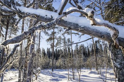 Sanginjoen luonnonsuojelualueella kaadettu luvatta metsää lumimajaa varten – Vihjeitä tekijästä kaivataan