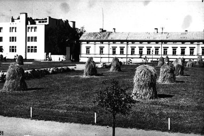 Vanhat kuvat: Oulun Franzénin puistossa oli väestönsuoja sota-aikana – Mannerheimin puistoissa tehtiin heinää seipäille