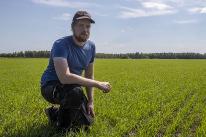 Suomen viljavarastot hupenivat historiallisen vähäisiksi, ennen syksyä raavitaan jo laarin pohjia – Luomuviljelijä manaa märkyyden jälkeen kuivuutta