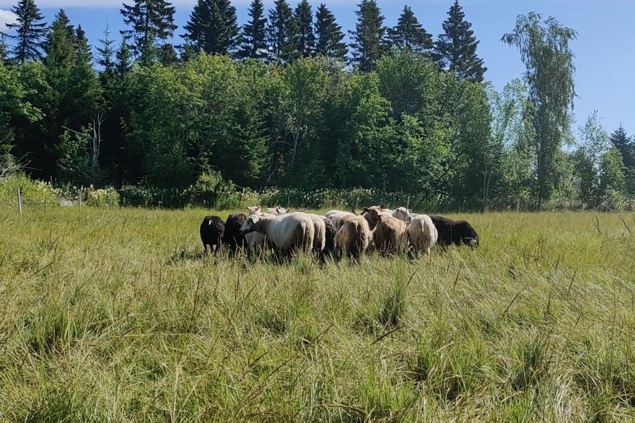 Mikonkarin lampaat maisemointihommissa