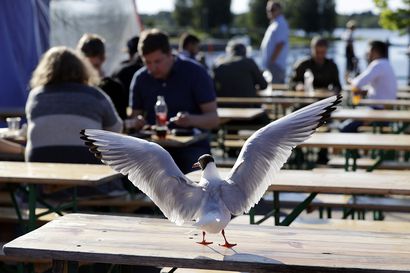 Lintujen joukkokuolemia Oulaisissa – Lintuinfluenssaa tutkitaan, mutta vastauksia ei vielä ole saatu