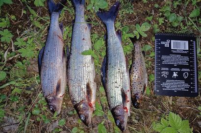 Salakalastaja nappasi neljä alamittaista kalaa Rovaniemellä  – saaliiksi jäi 3 340 euron sakko
