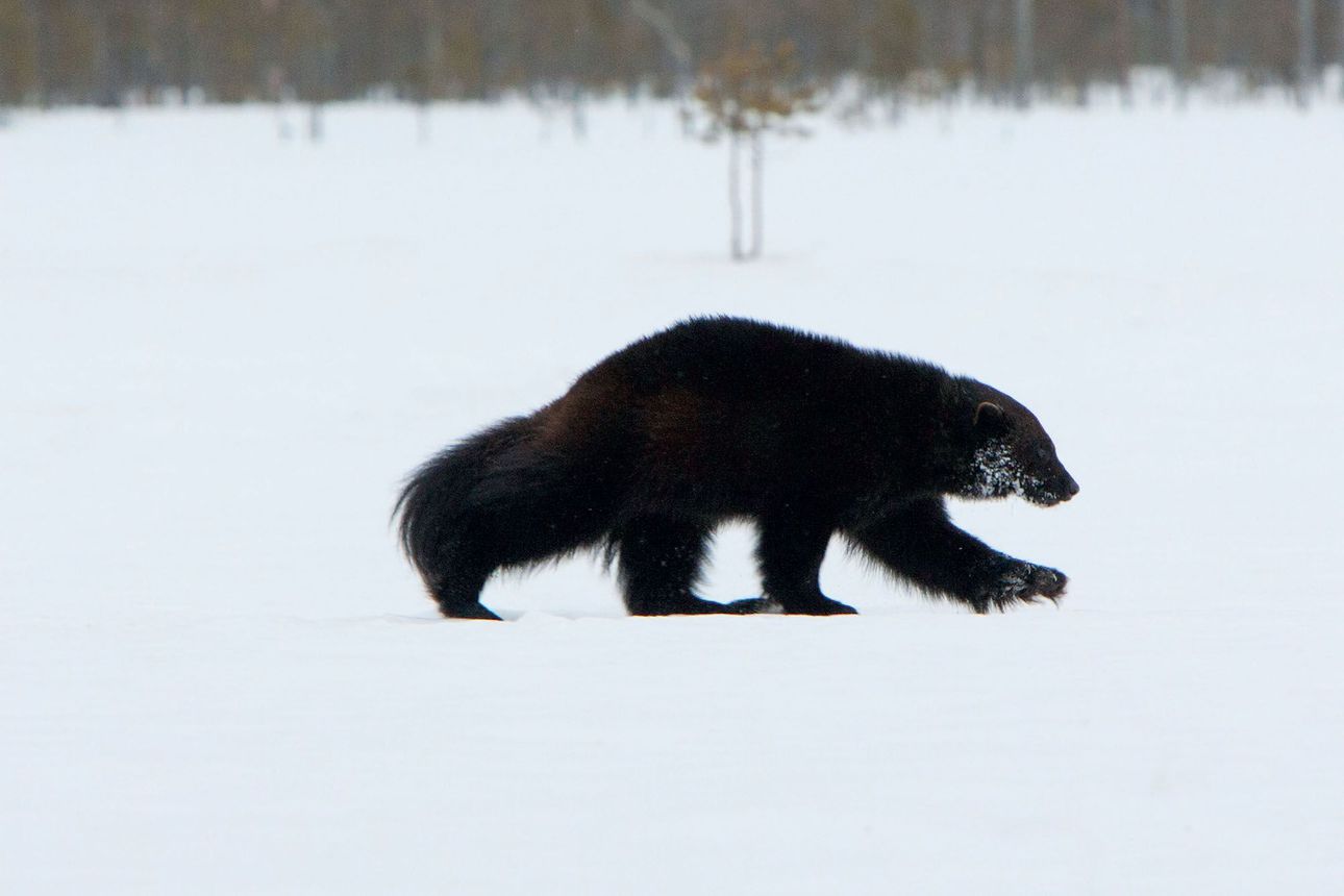 Pohjois-Suomen hallinto-oikeus: Suomen riistakeskuksen viime vuonna  myöntämät kaksi poikkeuslupaa ahmojen kaatamiseen eivät olleet lainmukaisia  | Lapin Kansa