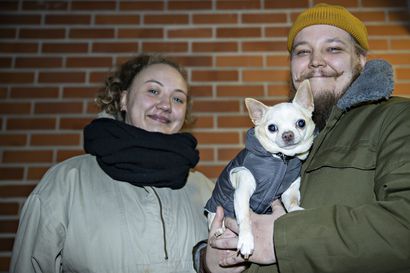 Oululainen Ville käväisi kaupassa, sillä aikaa Elvis-chihuahua yritettiin varastaa – "Onneksi selvittiin säikähdyksellä "