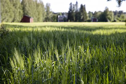 Pitkään jatkunut hellejakso on koetellut kesän kasvustoja – kysyimme, miltä peltoviljelmillä näyttää tällä hetkellä