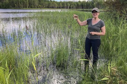 Järven pelastaisi vain kuivaaminen – Jaurakaisjärvi osaksi mahdollista miljoonien eurojen kunnostushanketta