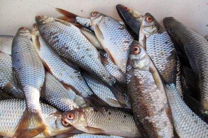 Kalastuslupia myytyjä lähes ennätyksellisen viime vuoden tahtiin – huhtikuun loppuun mennessä kalastonhoitomaksun oli maksanut Suomessa yli 70 000 kalastajaa