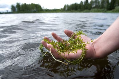 Vesirutosta on moneksi – Järviä täyttävän vieraslajin voi hyödyntää biokaasuna ja vesiruton lehtien pinnalla elävät mikrobit estävät perunarupea