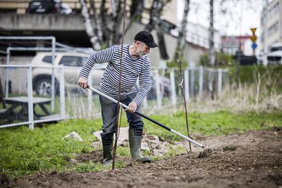 Rovaniemen keskustassa pääsee nyt viljelemään yksin tai yhteisön kanssa – kaupunkiviljelijöiltä voi vuokrata tänä kesänä oman palstan tai kasvatuslaatikon