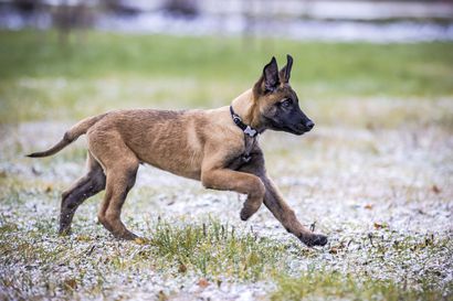 Ensi vuonna kaikki Suomessa asuvat koirat täytyy rekisteröidä ja mikrosiruttaa – nyt mikrosiru puuttuu joka neljänneltä koiralta