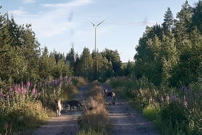 Suomen susikanta on kasvanut hieman – Pohjois-Pohjanmaan suurin lauma Pyhäjoella