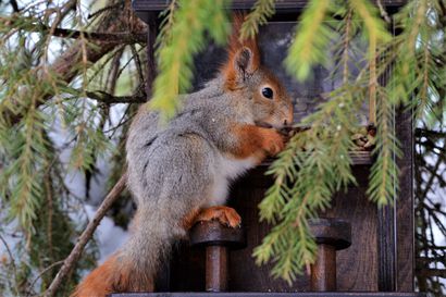 Ounasmetsän oraville tuli pähkinäbaari suoraan Italiasta – "Jakkarat näyttävät sopivan vakioasiakkaille täydellisesti"