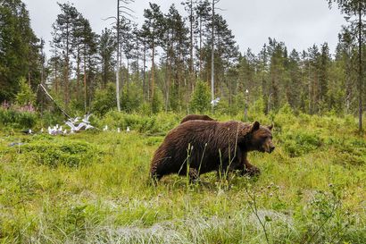 Karhua ajanut koira päätyi karhunkuvauskojulle Kuusamossa ja paikalla olleet karhut väistivät – oikeus hylkäsi syytteen