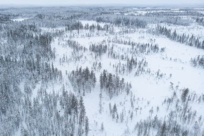 Rap-artisti Elastinen osti metsäpalstan Posiolta – Ostajakolmikon tavoitteena on alueen luontoarvojen säilyttäminen ja myöhemmin ehkä erätukikohdan rakentaminen